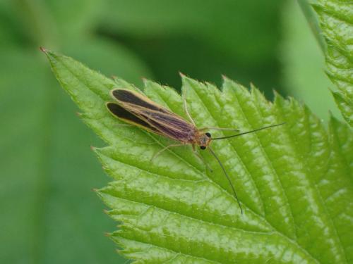 Chimarra marginata